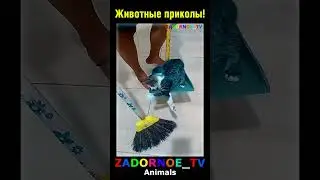 Вот так и работаем! ⚒ 🙀  #юмор #shorts  #смех #animals  #прикол #humor #funny
