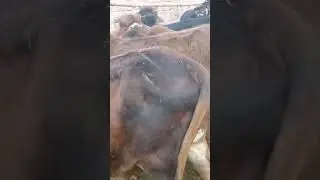Vacha Farming Business Short Business Big profit