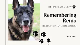 Remembering Remo - The BEST German Shepherd Dog