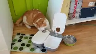 Cat opening CatMate C200 feeder