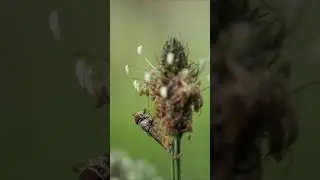 Чтобы спастись, самец мухи делает это!