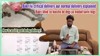 Goat critical and normal delivery | डिलीवरी के टाइम जरूरी बातें | How to help a goat in delivery