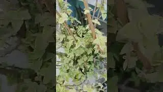 ajwain plant propagation #garden #gardening #plants #gardeningideas #yt #flowers #yt #garden #viral