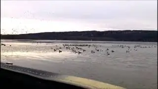 Amazing Readhead Hunting in the Finger Lakes - Bill Saiff Outdoors