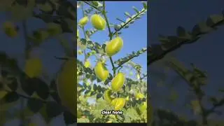 #shorts #kheti #agriculture #farming #fertilizer #facts #farmer #sabji_ki_kheti #kisan #tomato #2025