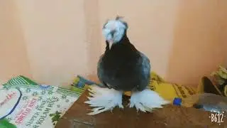 Benberg pigeon