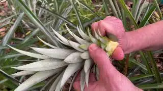 Un ananas ça vous dit ?!