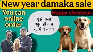 New Year Dhamaka Offer | Labrador Price In Patna | Dog Shop in Saran Bihar