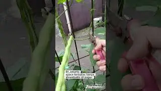 Kacang Panjang #bertanam #jakartaselatan #kacangpanjang #hobi #hobisederhana bisa #dimanasaja
