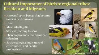 Webinar 9   Integrating Indigenous Traditional Practices into Bird Friendly Forest Management