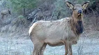 Trail Camera Footage From Idaho's Backcountry | 2025 Week 47