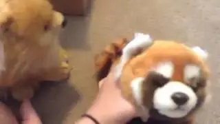 Opening my webkinz signature endangered red panda