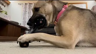 Testing the Kong Goodie Bone with Kong Ziggles