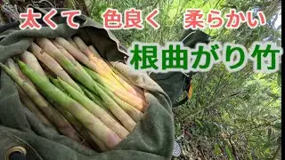 良質の根曲がり竹　６月７日
