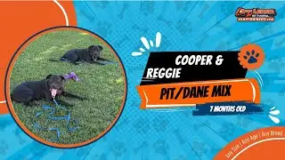 🐶🦮Off leash Dog Training / Obedience Training 🦮🐶