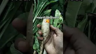 Harvest saaga continues 🥰#harvest #garden #terracegarden #organic #vegetables #happy #vijjusveggies