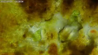Pot A Param&eacute;cies avec queues  extrait de l'eau des plantes de L&eacute;onie et Nicolas micro 400X SUNP0009