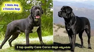top quality Cane Corso dogs for sale in telugu/7842474214 /aj pets