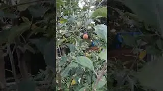 Plucking a BRAEBURN Apple 🍎 sweet as honey!!!!