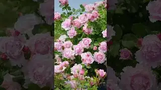 Beautiful pink rose flowers plant in the garden (6/7)