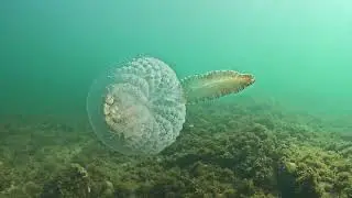 A stunning Haeckels jellyfish at Ricketts Point (Melbourne, Australia)