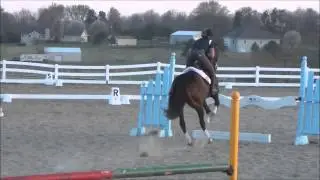 Own Style: 2005 16h TB Gelding. 3'6