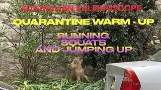 ADORABLE  JUMPING PUPPY CAVOODLE (CAVAPOO)