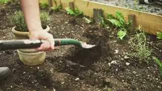 Growing Shorter Carrot Varieties: Perfect for Shallow Beds & Containers