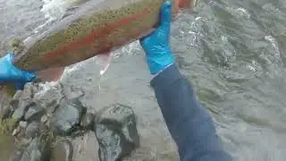 Small Stream Steelhead