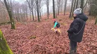 Kvicka Kompis första riktiga sökträning 😃 18/1-2026