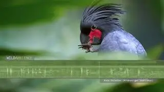 Palm Cockatoo Sounds & Calls