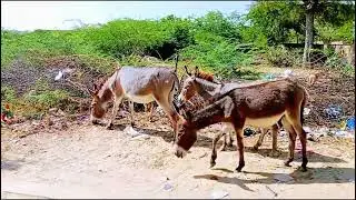 Male donkey with female donkey #funny #meeting#mating 