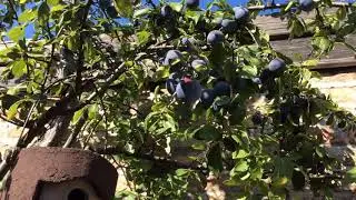Erntereife Zwetschge - Plum prunus domestica ready for harvesting