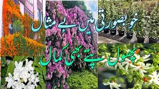 Top 5 evergreen permanent vine/5 best creeper vine.you can grow in garden.Top flowering creepers ll