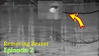Shooting Beaver in a Lake | Episode 2
