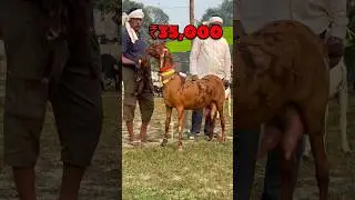 Top Quality Sirohi Bakri 😍 Raniganj Bakra Mandi | Ziya Vlogs #shorts #bakramandi #viralvideo