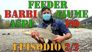 BARBI e ASPI a FEEDER - I GIGANTI del FIUME PO (Episodio 2/2)
