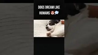 Dogs Can Dream Too 🐶💭 #dog #animalpeace #dogfacts #relaxingpets