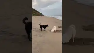 Dogs digging for crabs 🦀 #dog #beach #beachlife #digging