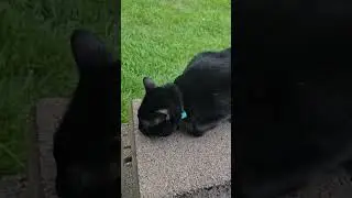 His meow always sounds like vibrating #kitten #cat #cats