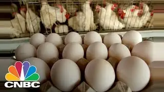 Want Farm Fresh Eggs? Rent A Chicken: Bottom Line | CNBC