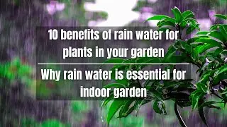 10 benefits of rain water for plants in your garden | Why rain water is essential for indoor garden