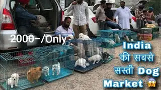 Pune Dog Market 2024 😁 Cheapest Dog Market in  Maharastra #cheapestmarket