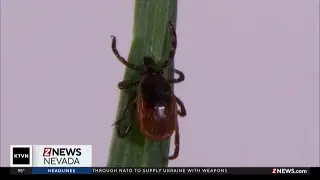 Hospitals treating the most tick bites since 2019, CDC says