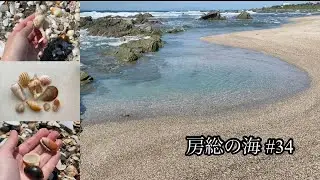 房総の海#34 美しい海で貝殻探し/マクラガイ/ミノガイ/タカラガイ