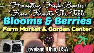 A Visit to Blooms & Berries Farm, Farm Market, Garden Center, Loveland Ohio USA & Harvesting Barries