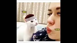 #Muslim cat😱🤣#funny videos #meme videos before marriage no kiss it is haram #funny#meme#joke#catfunn