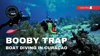 Diving the Booby Trap Dive Site in Cura&ccedil;ao: This Caribbean Reef is Absolutely Insane