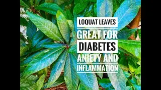 Loquat Leaves - Great for Diabetes, Anxiety, and Stress