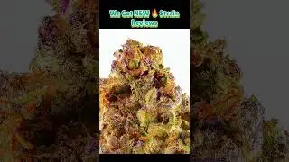 This THCA Flower Looks Too Good to Be Real! 🌿👀 | Honest Review